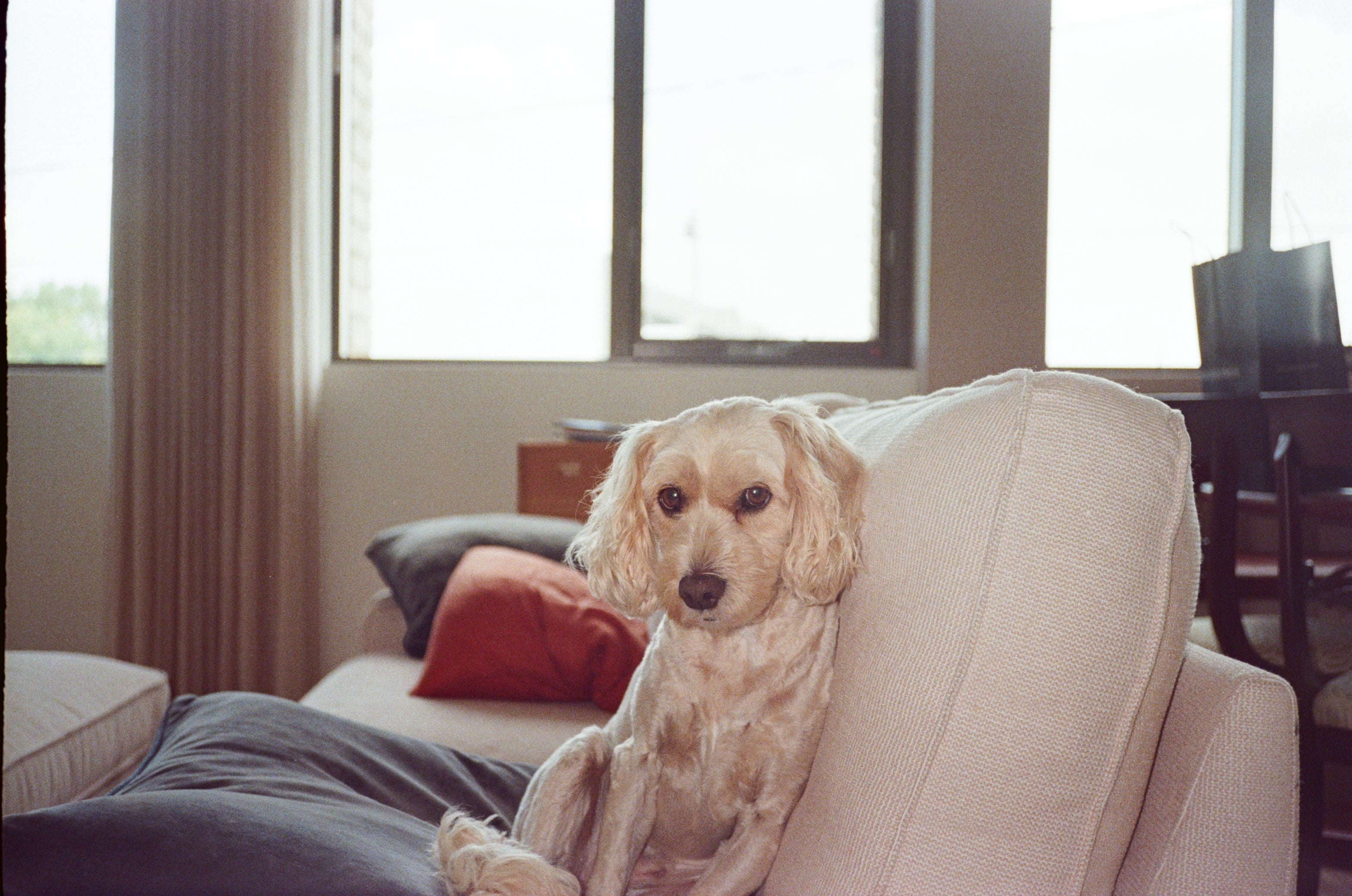 Canon Prima Twin S film camera