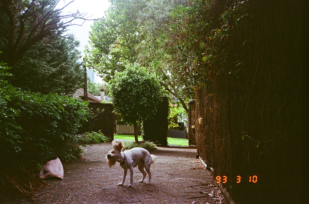 Ricoh TF-900d film camera