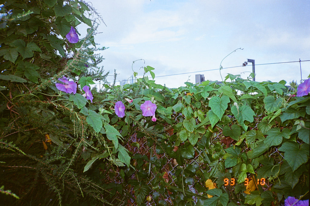 Ricoh TF-900d film camera