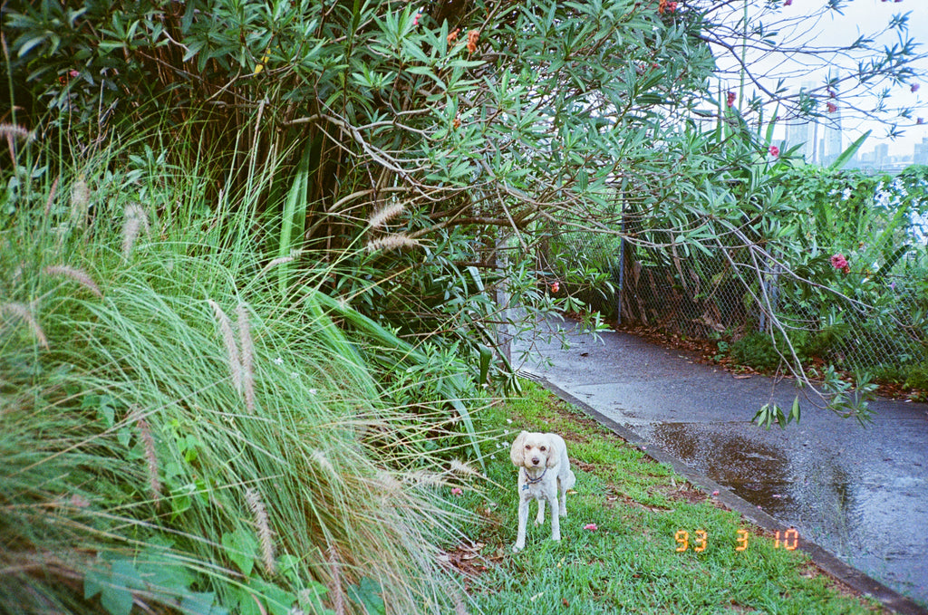 Ricoh TF-900d film camera