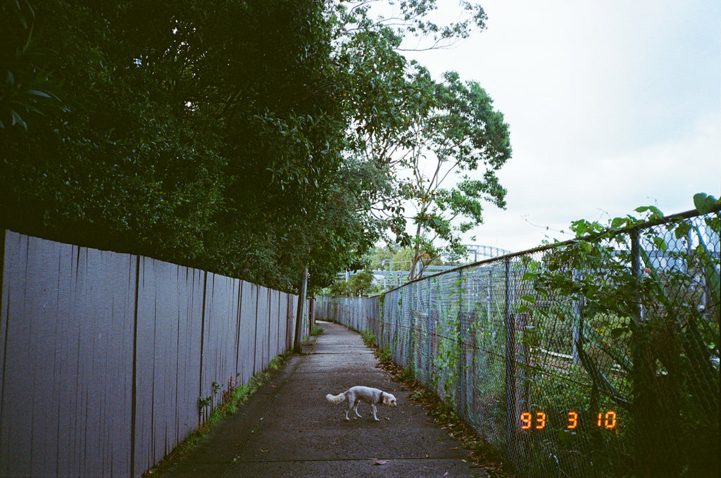Ricoh TF-900d film camera