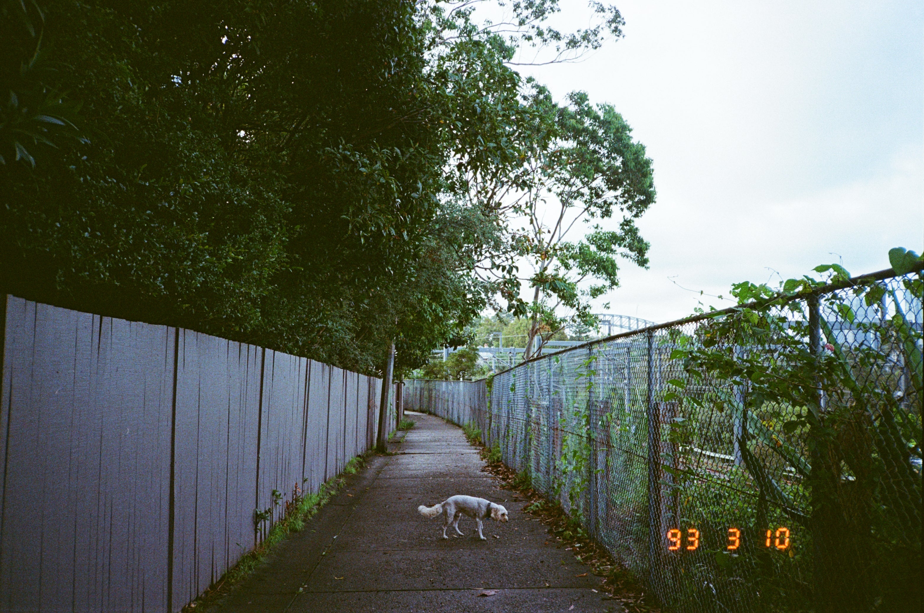 Ricoh TF-900d film camera