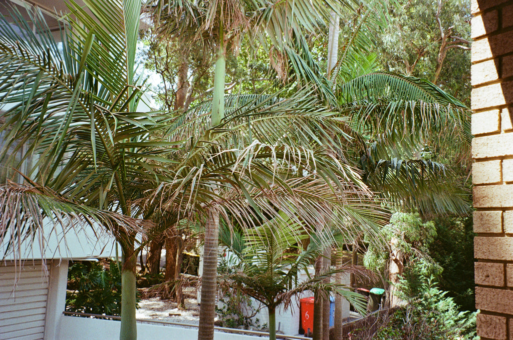 Nikon Zoom 600 AF 35mm film camera