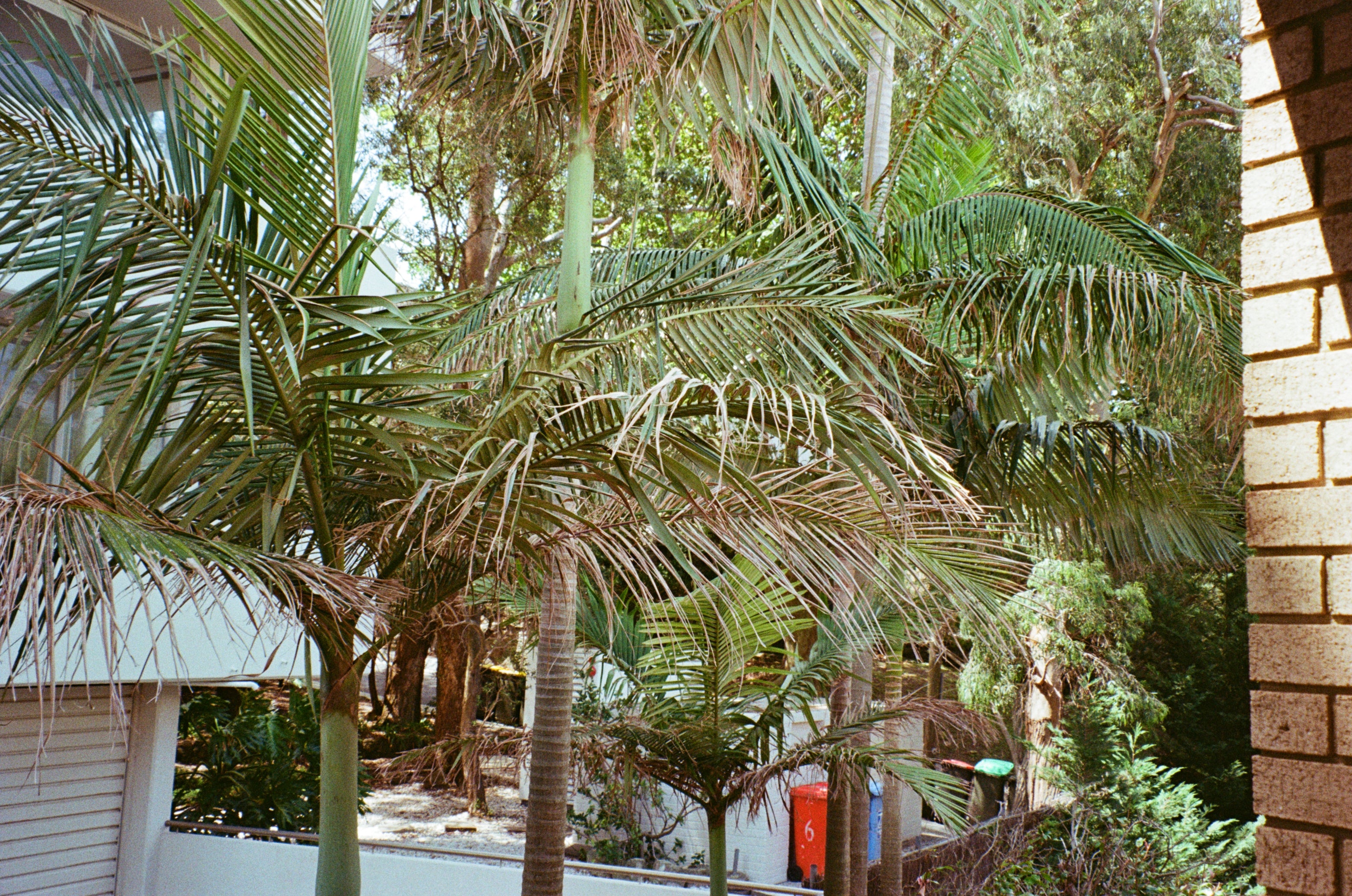 Nikon Zoom 600 AF 35mm film camera