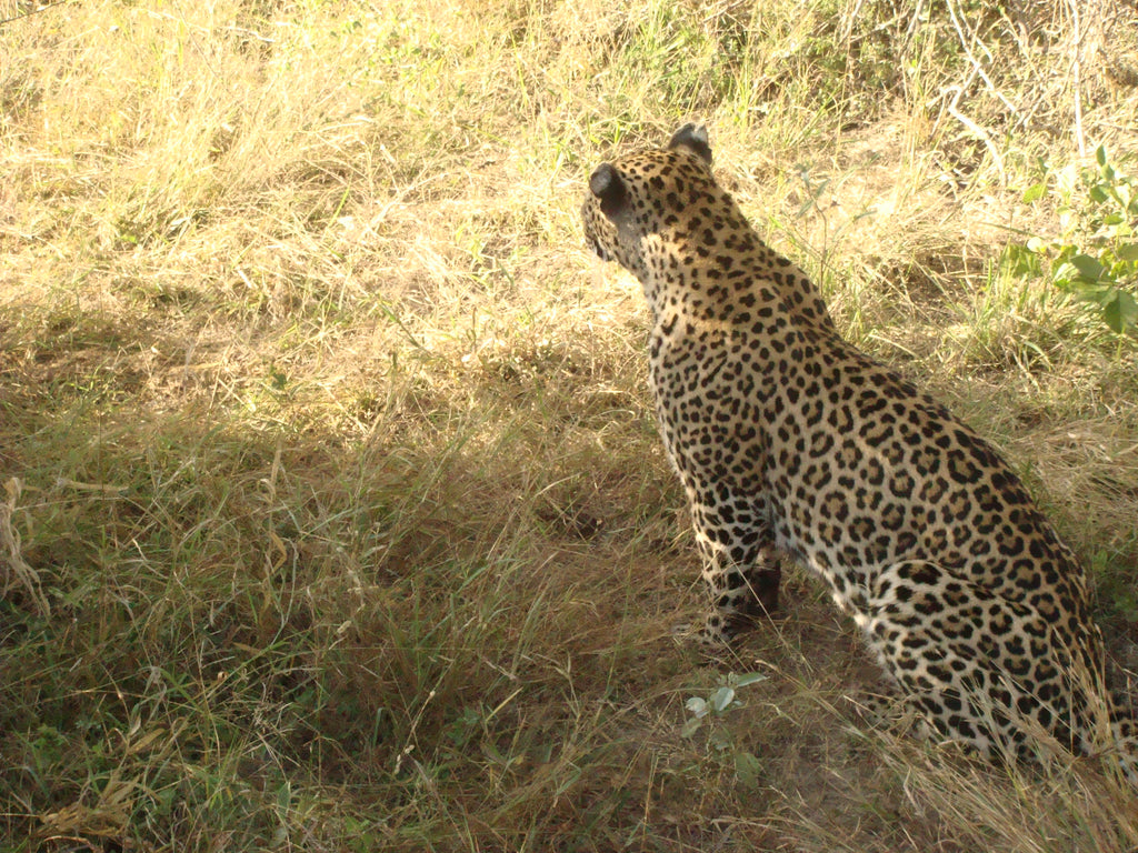 Red Sony Cyber-shot DSC-T100