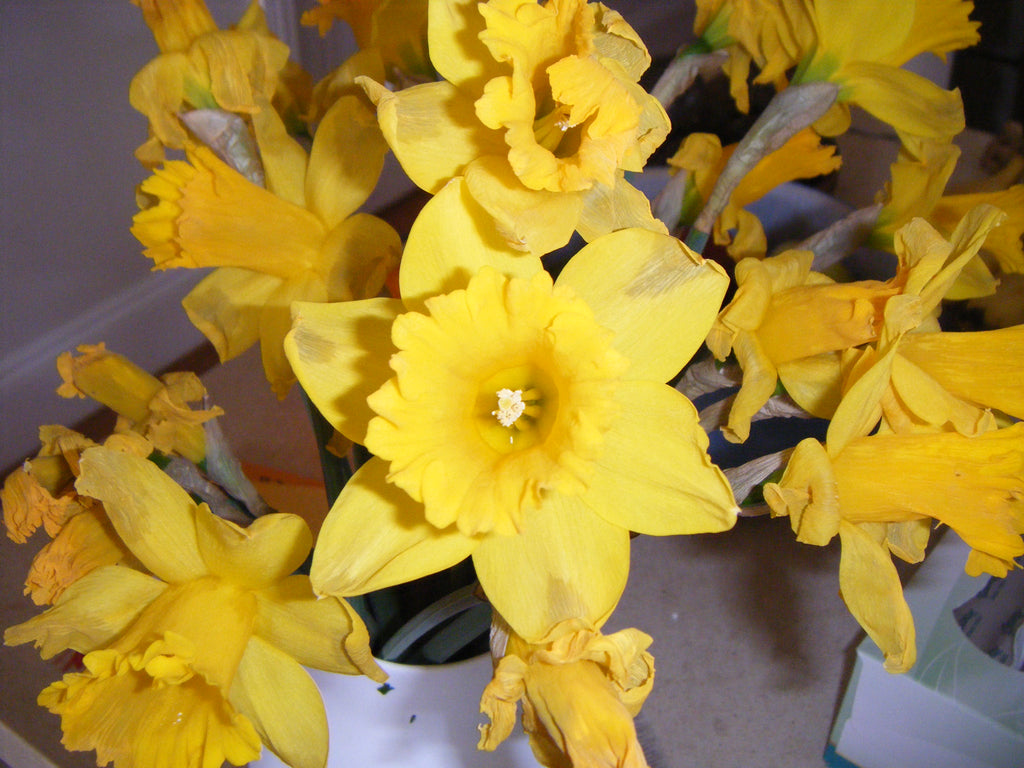 Red Fujifilm FinePix Z10fd