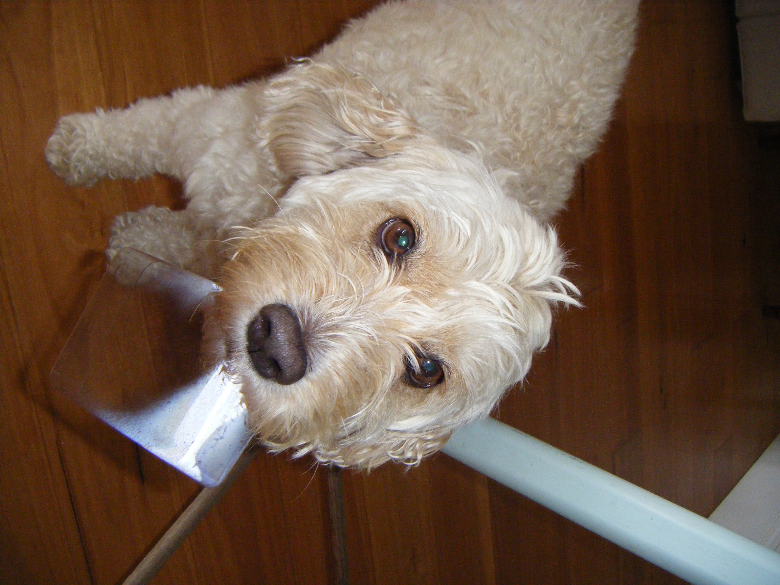 Red Fujifilm FinePix Z10fd