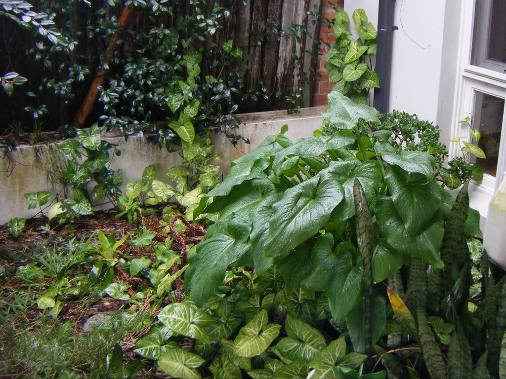 Red Fujifilm FinePix Z10fd