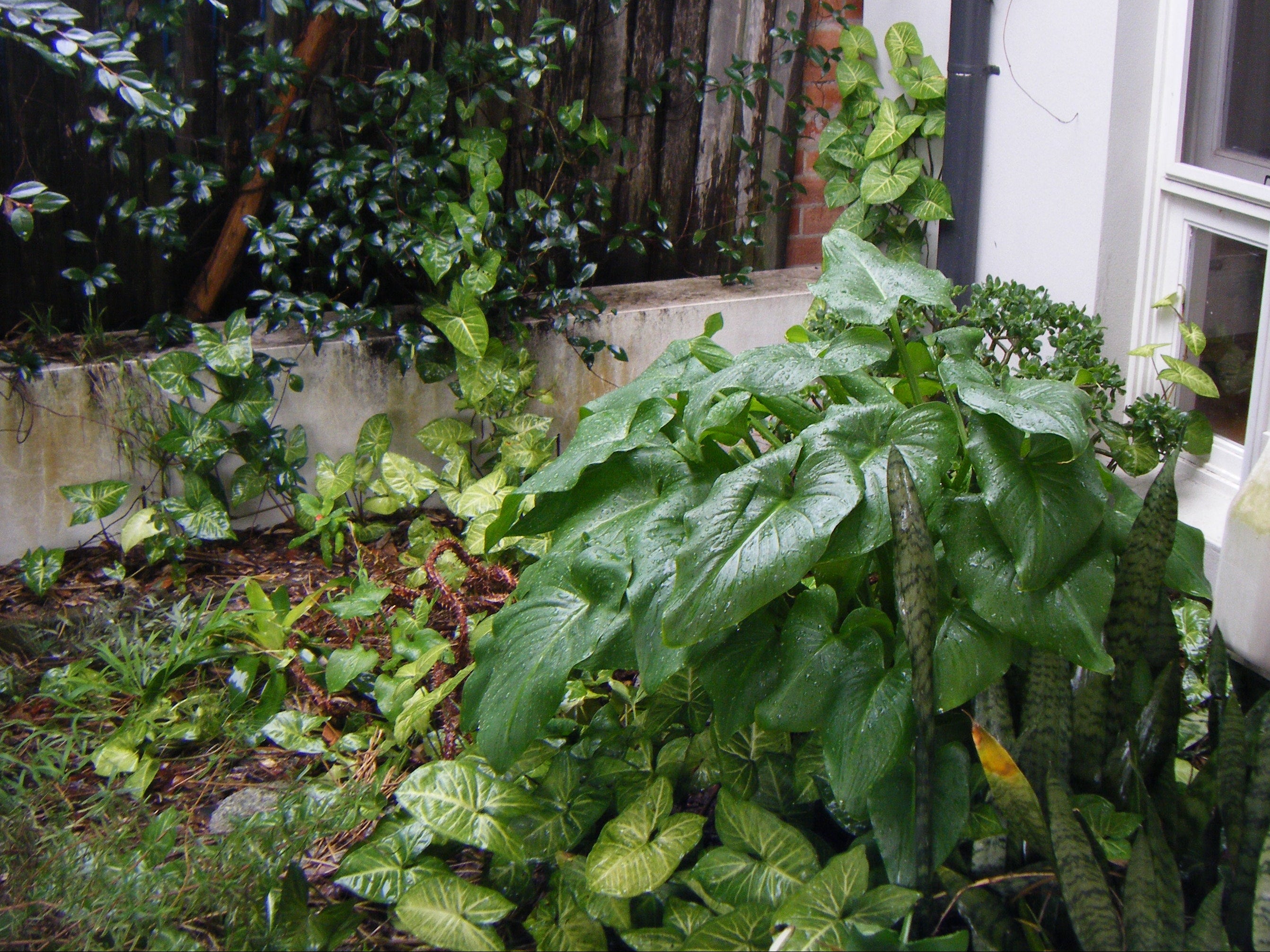 Red Fujifilm FinePix Z10fd