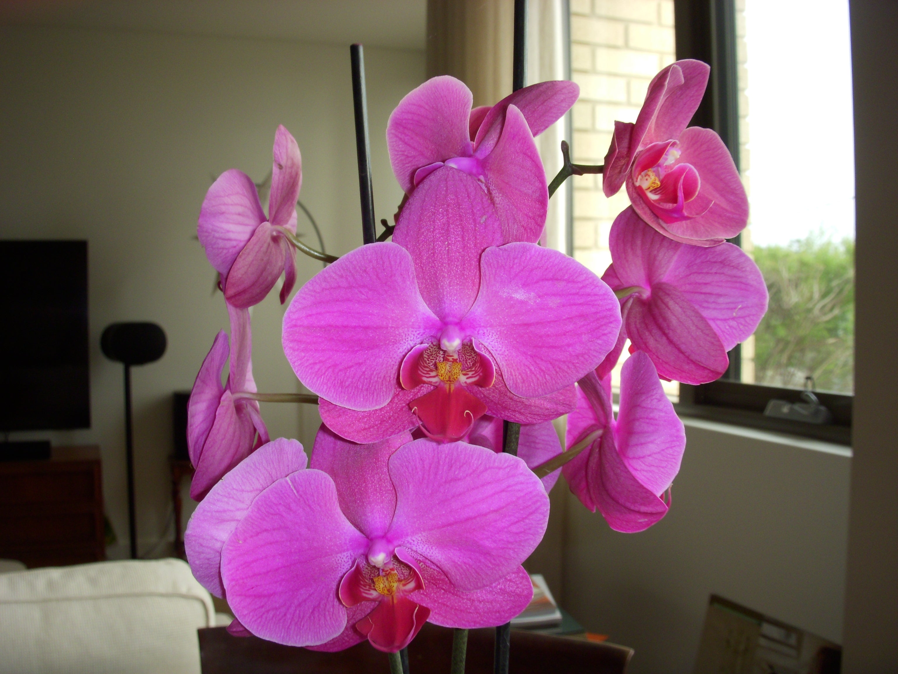 Nikon Coolpix S50 digital camera