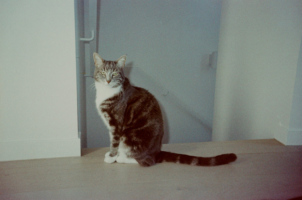 Olympus MJU Zoom film camera
