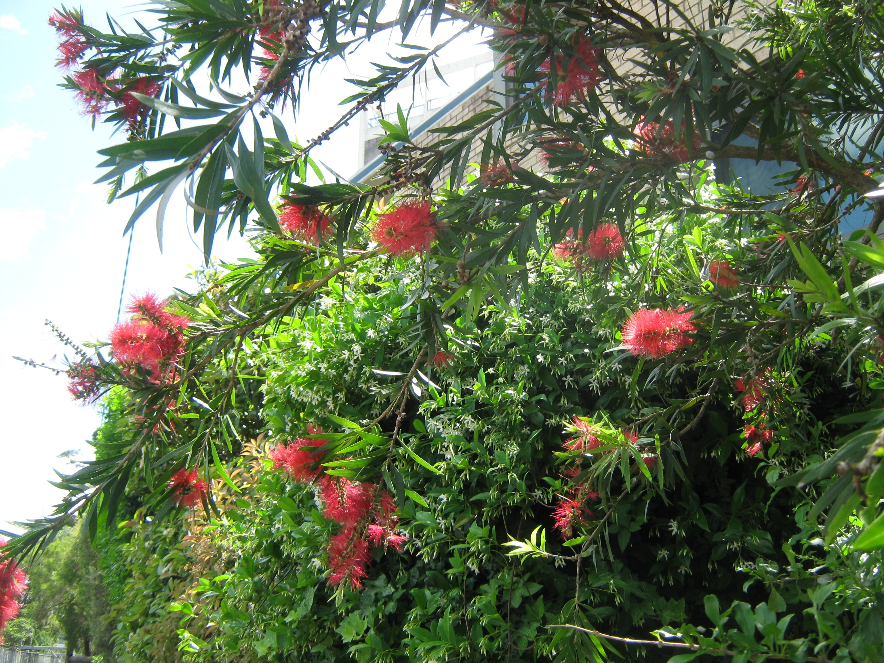 Canon Powershot A470 Digital camera