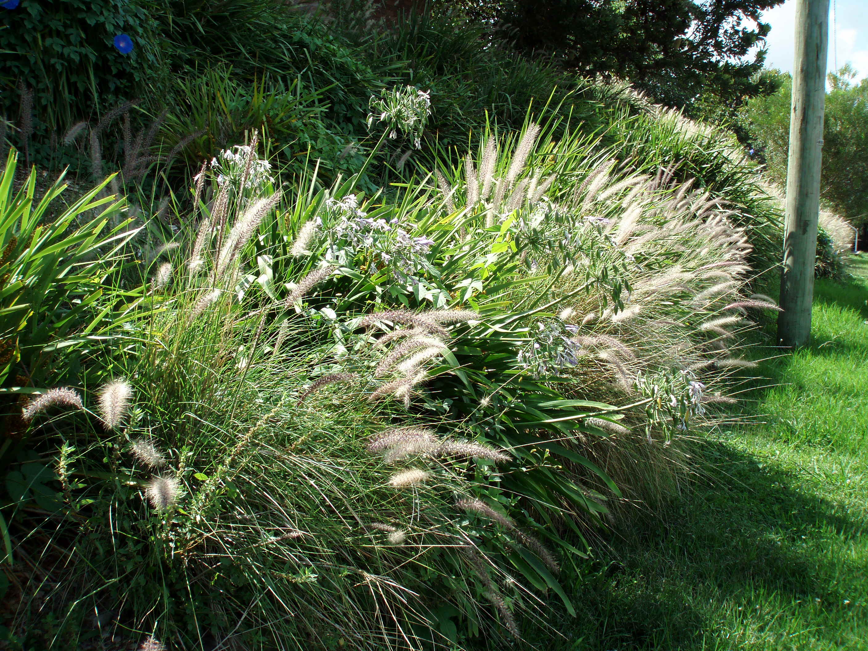 Olympus MJU 600 digital camera