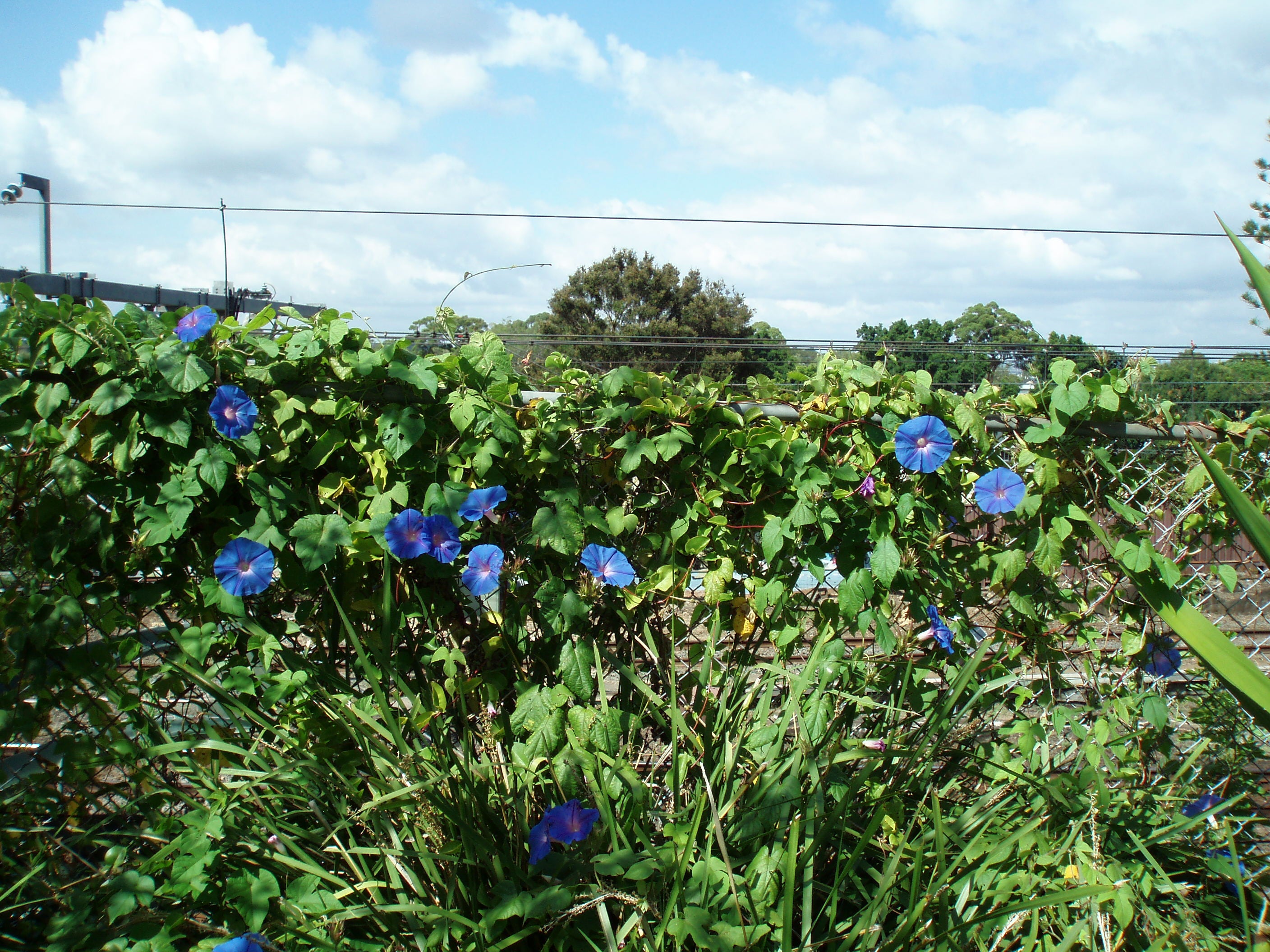 Olympus MJU 600 digital camera