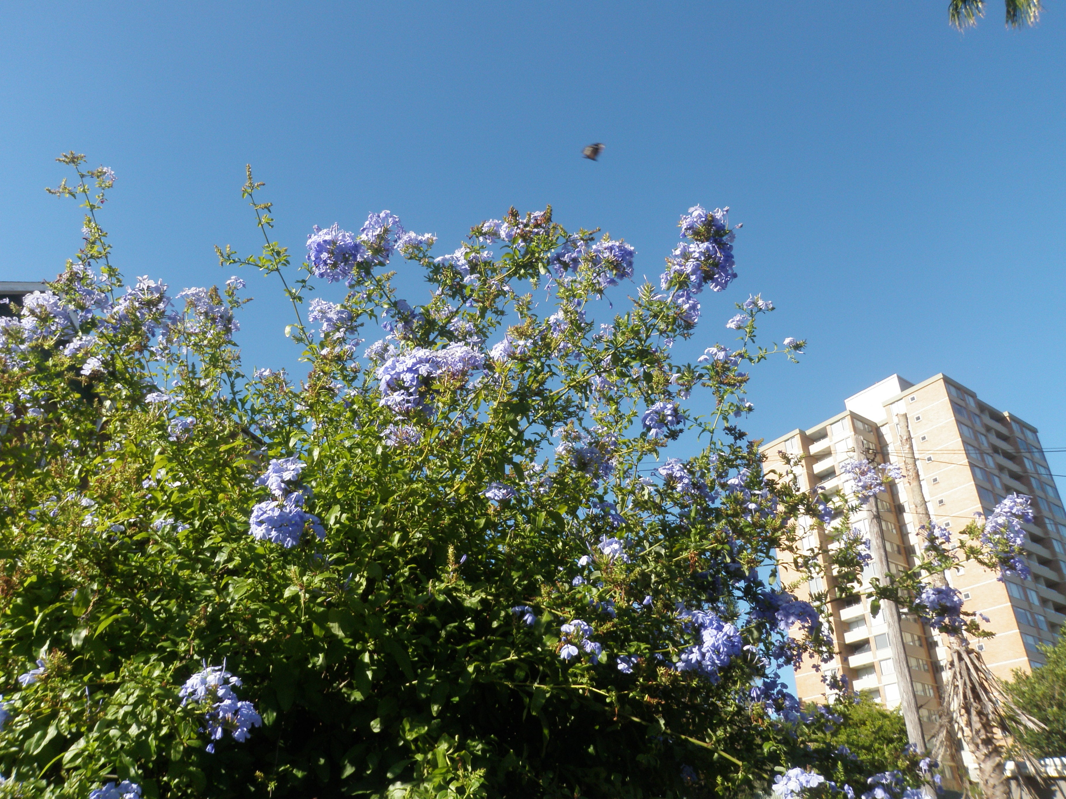 Olympus mju Tough-6000 digital camera