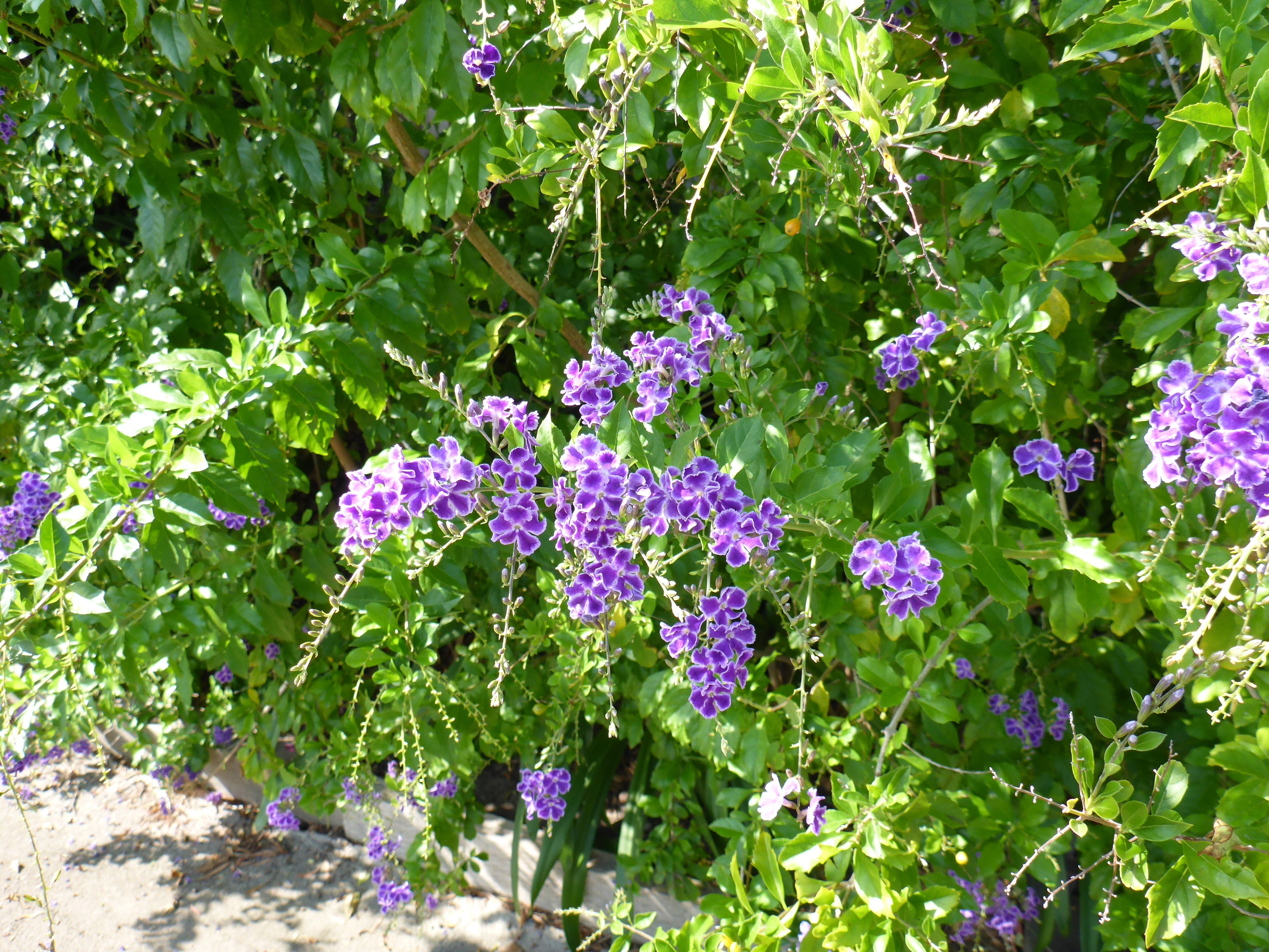 Blue Lumix DMC-FT6 digital camera