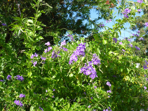 Blue Lumix DMC-FT6 digital camera
