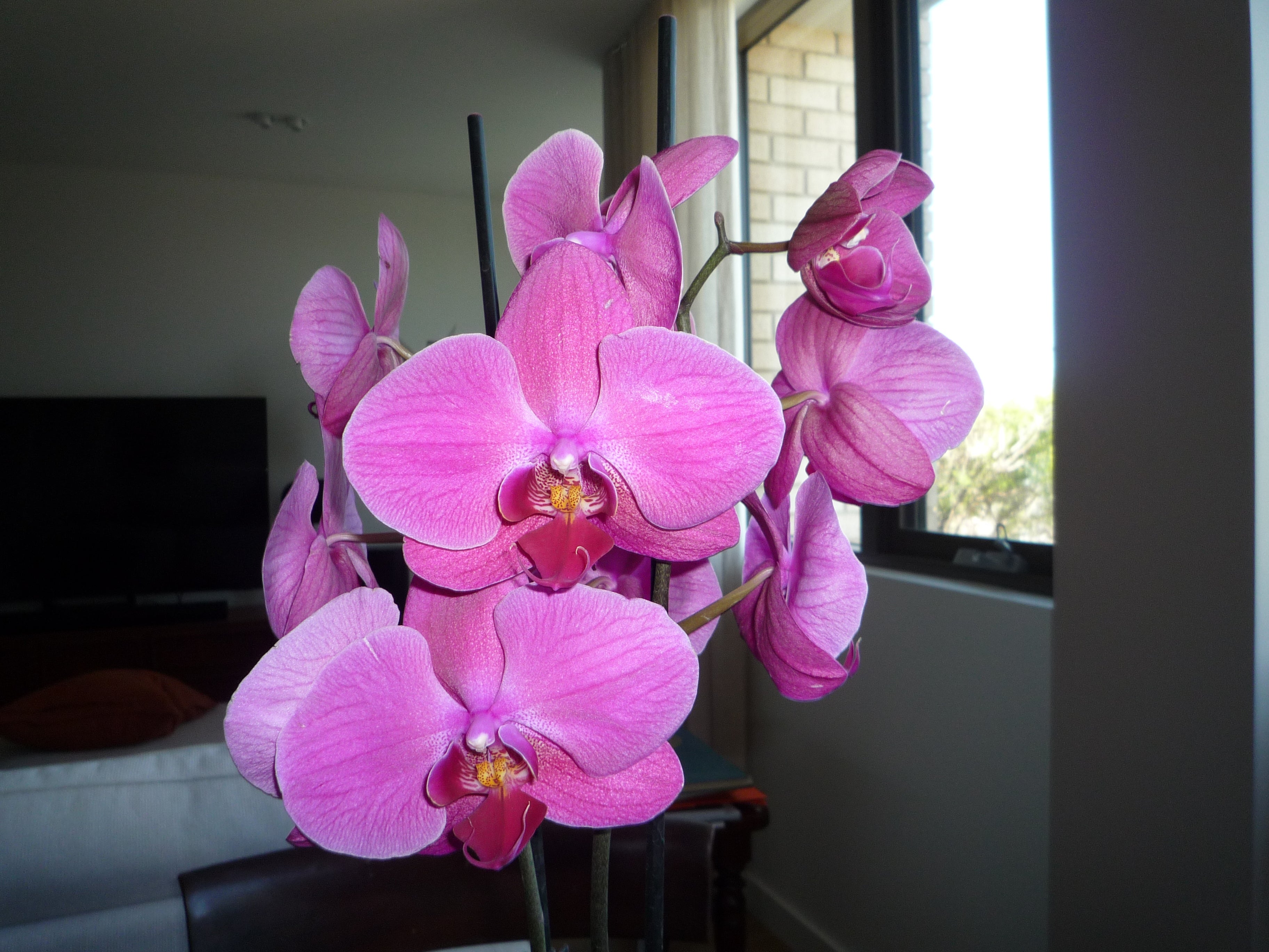 Panasonic Lumix DMC-FX36 digital camera